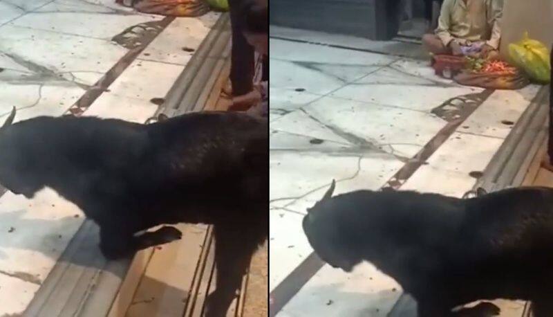 Goat kneeling down in front of a shrine in Uttar Pradeshs Kanpur akb