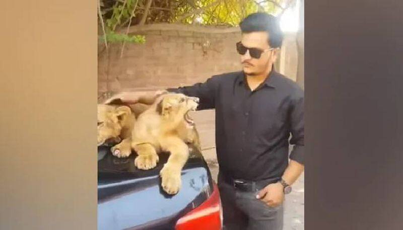 man pampering Lion Cubs then this happened 