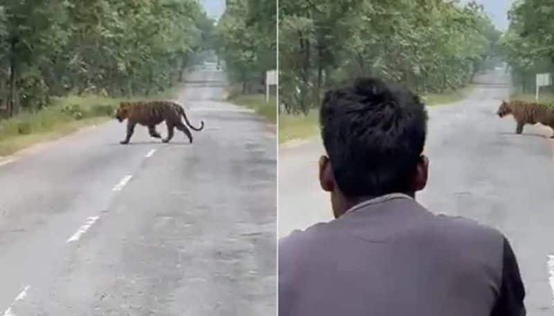 Group Of Men Trying To Take Selfie With Tiger, Video 