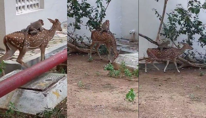 Smart monkey riding on deer, rare video captured in Madrass IIT campus akb