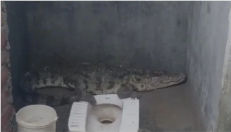 Crocodile spotted in toilet of Gujarat house