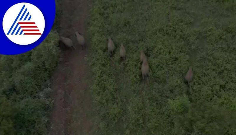 wild elephant group caught on drone camera in Ramanagara gow