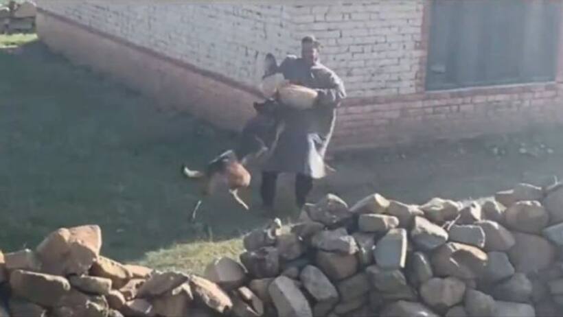Indian Army's assault dog Zoom, who helped kill 2 terrorists in Kashmir, dies