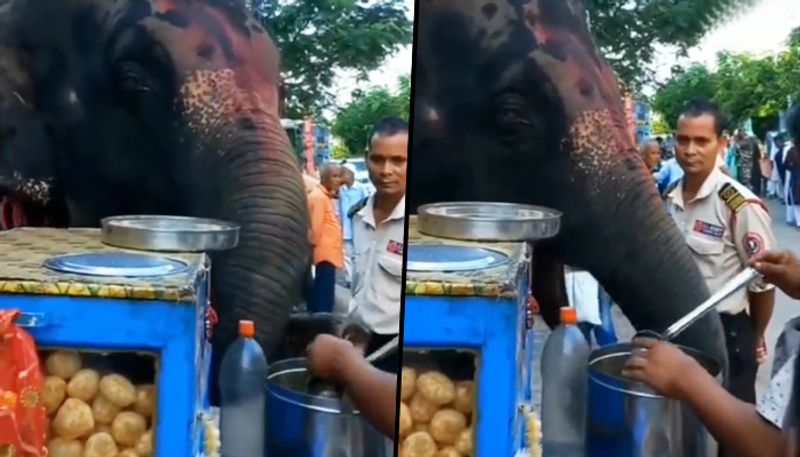 Elephant enjoys panipuris at roadside stall in Assam; netizens amazed - gps