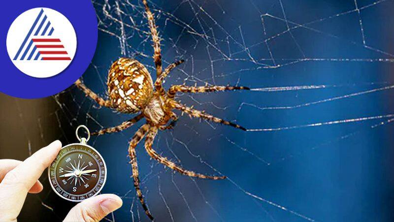 Vastu Tips Spiders webs are inauspicious here's why skr