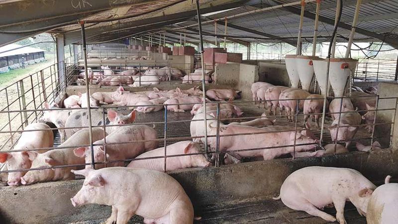 pig selling is banned for african pig fever in nilgiris district