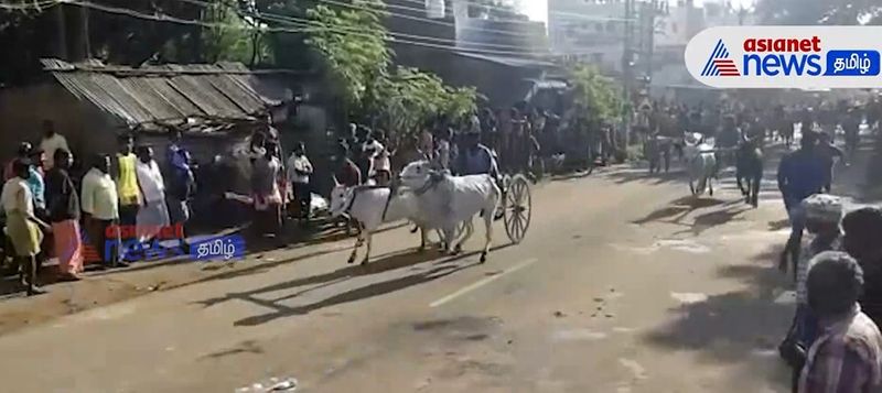 A double bullock cart race held at kambam Theni district