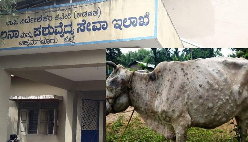 Chikkamagaluru Are your cattle suffering from Lampi skin decease Here is the solution akb