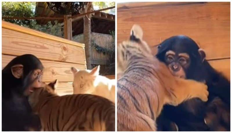 baby chimp plays with tiger cubs viral video