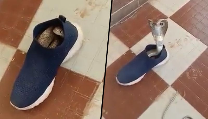 Baby cobra takes shelter inside shoe, terrifying video goes viral lns