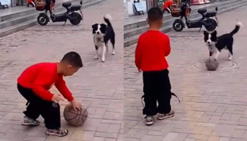 Video of little boy playing football with a dog