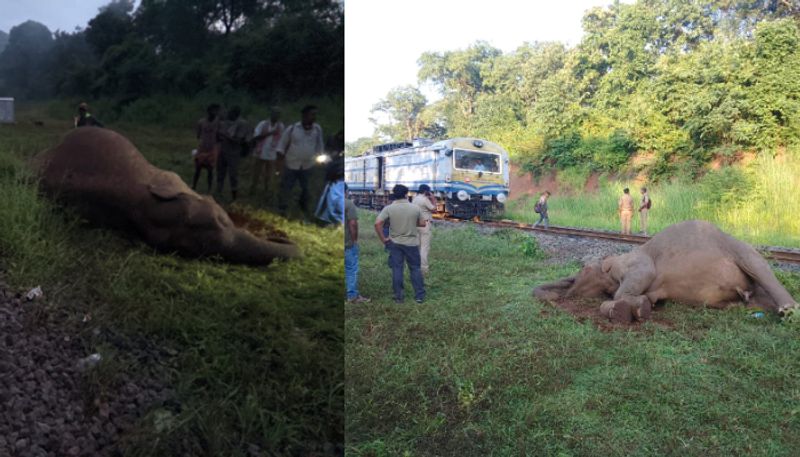 Elephant dies after being hit by a train near Coimbatore