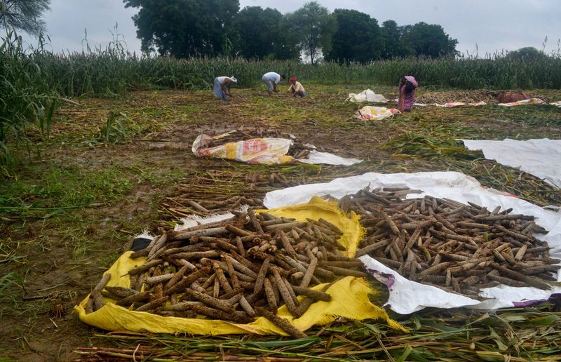 Unseasonal rain, wind: more than 1400 hectares of crops destroyed snr