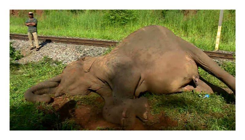 Elephant dies after being hit by a train near Coimbatore