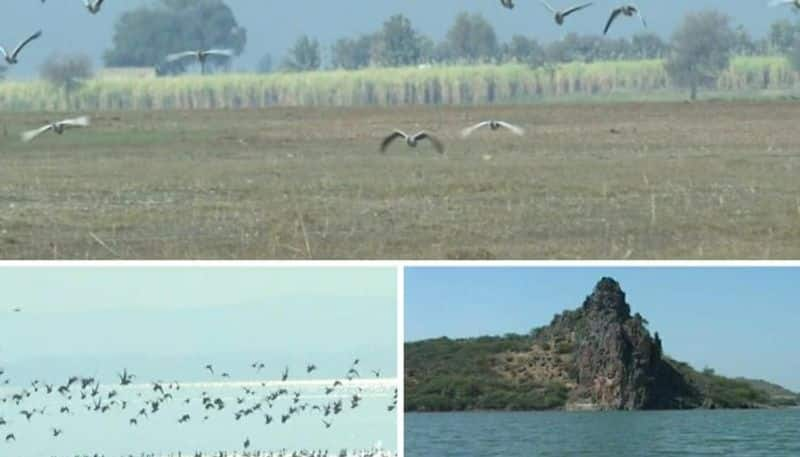 Karnataka Government approves bird sanctuary in Bagalakote Almatti Dam backwater mnj  