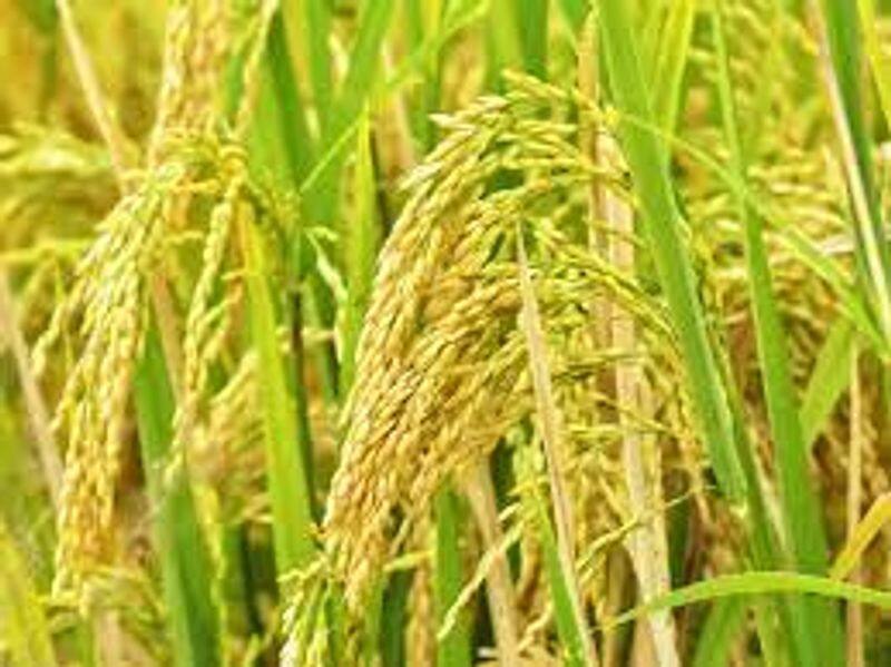   current monsoon season the production of paddy  is 491672 metric tonnes in Mandya snr