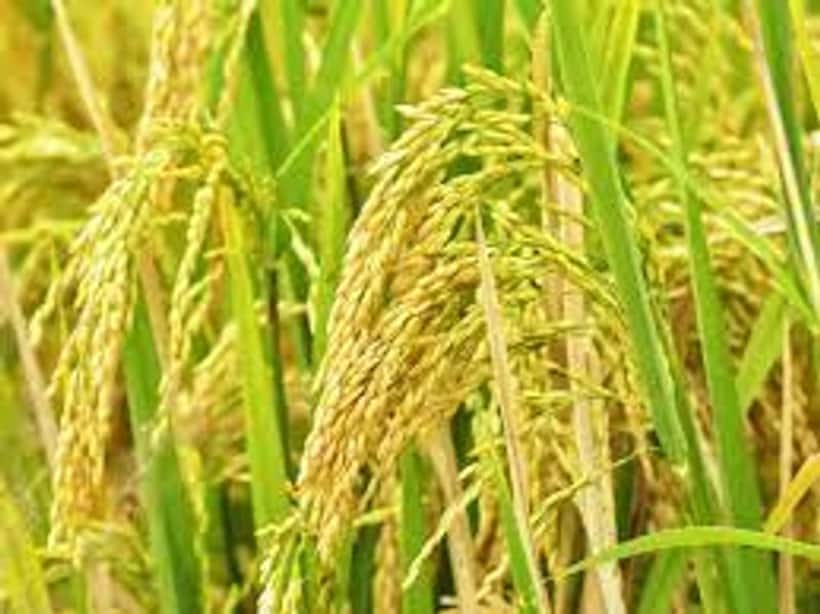రైతులకు గుడ్ న్యూస్.. ఖరీఫ్ పంటలకు కనీస మద్దతు ధర పెంచిన కేంద్రం.. వివరాలు ఇవే.. 