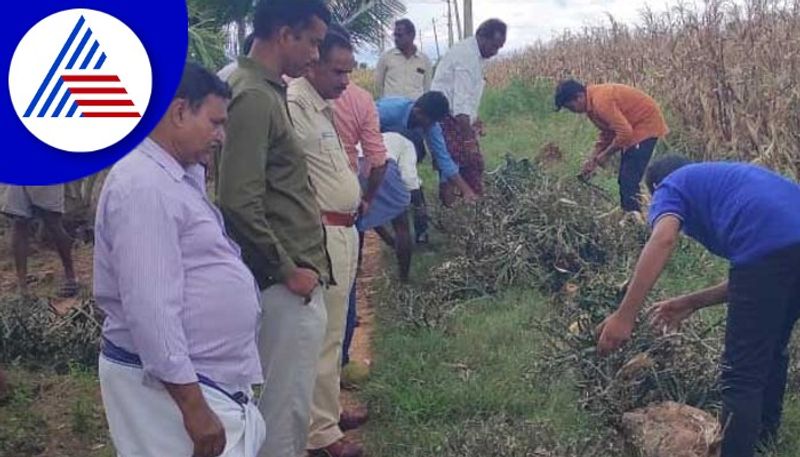 10 quintal of groundnut stolen again in mayakonda at davanagere rav