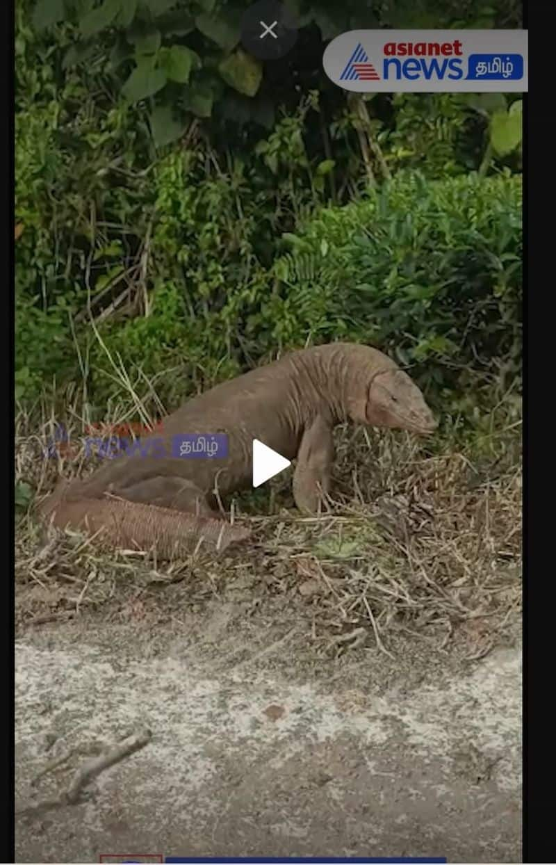 crocodile in Village..? People ran screaming.. Inside viral video..