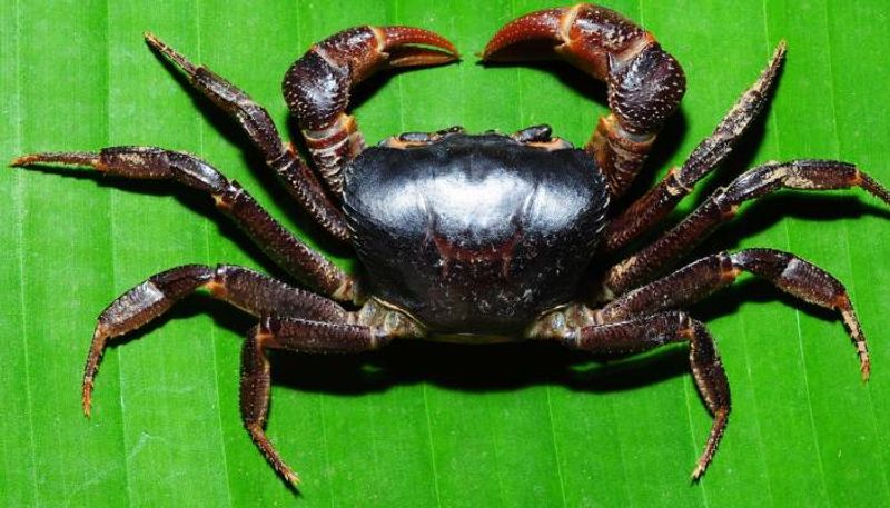 Researchers have discovered two new crabs from Western Ghats