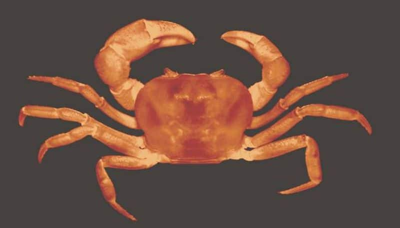 Researchers have discovered two new crabs from Western Ghats