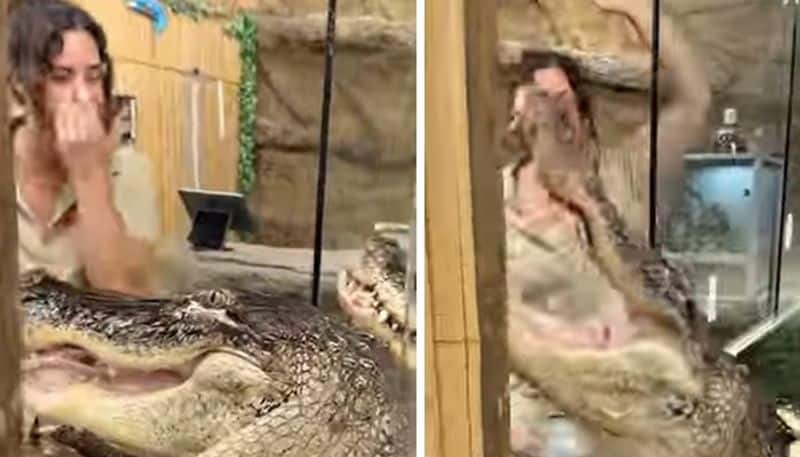 zookeepers narrow escape from hungry alligator 