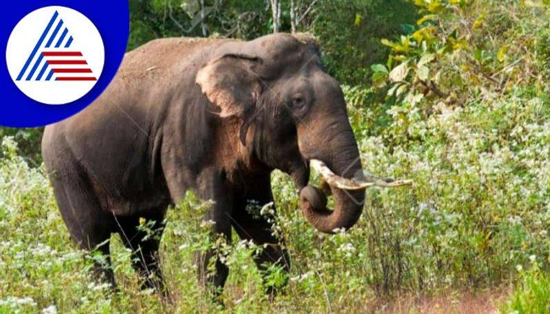 magadi village demand  capture wild elephants in Ramanagara  gow