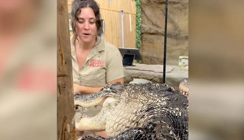 Viral video of hungry alligator tries to attack zookeeper