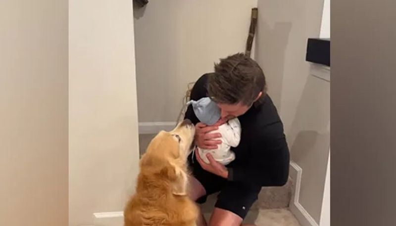 pet dogs meets newborn baby for the first time heart touching video 