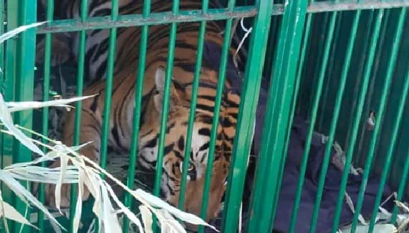 tiger entered in a campus of bhopal captured after two weeks 