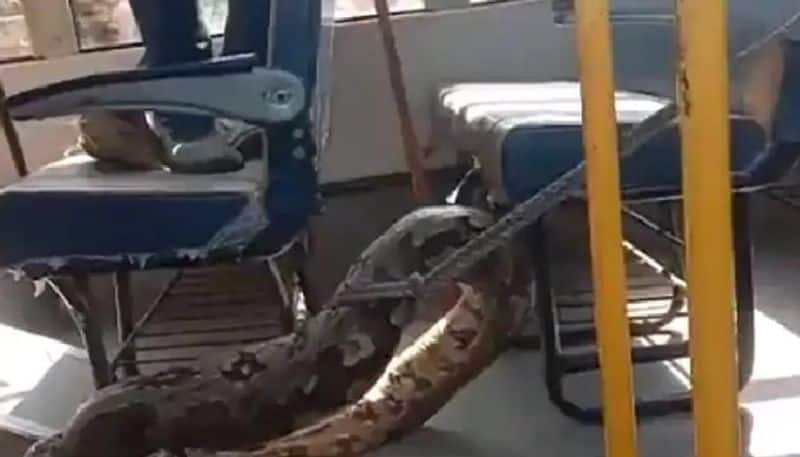 huge python caught from school bus 