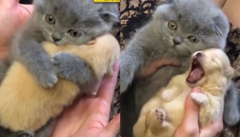 Cat hugs sleepy puppy in viral video 