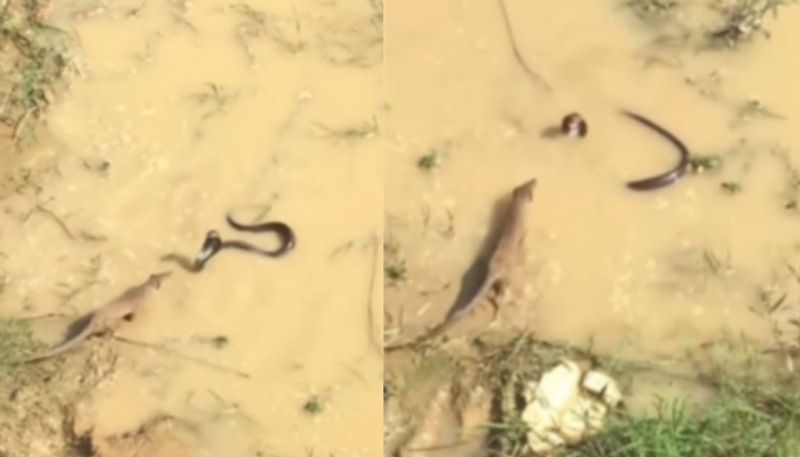 King Cobra And Indian Grey Mongoose Get Into Massive Fight