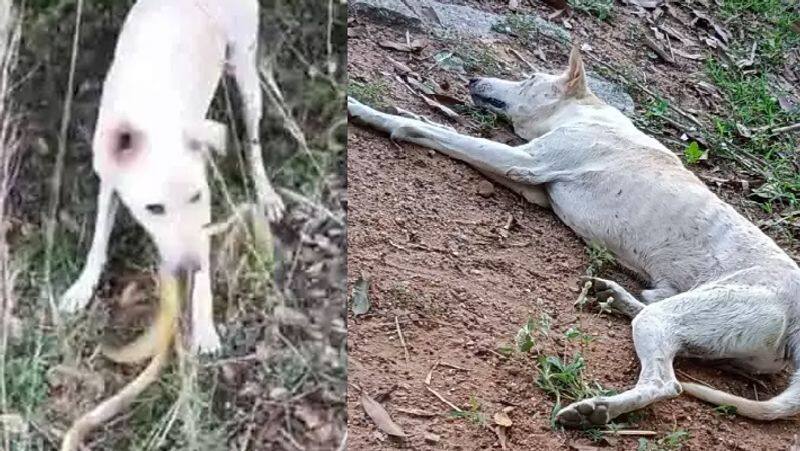 Dog dies a hero after saving owner from snake in pudukottai