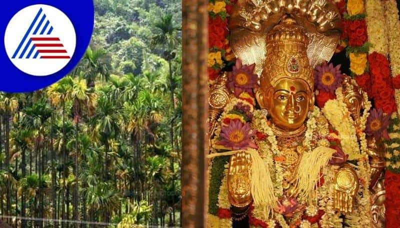 after-arecanut-crop-infection- Chikkamagalauru Farmers prays in horanadu temple to save arecanut Farms gow