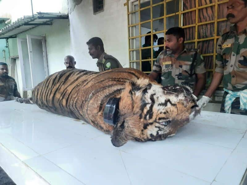 postmortem report said that the tiger died by drowning