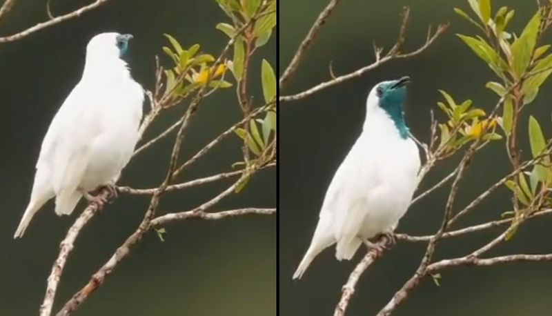 Is This bird Smoking, viral video of smoking bird goes viral In sOcial Media akb