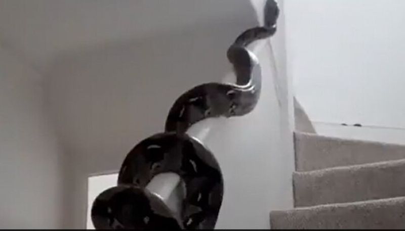 python slithering across wall the video goes viral 