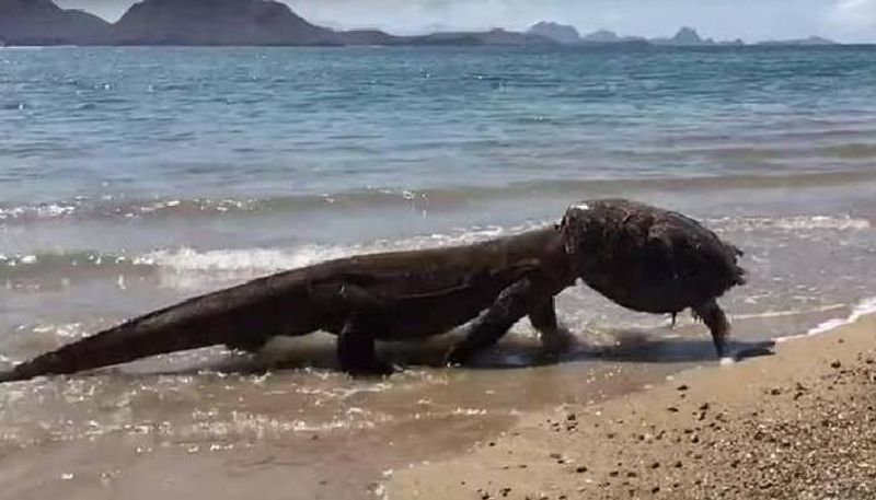 Komodo dragon wearing turtle shell as hat 