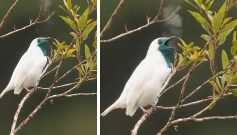 rare smoking bird spotted the video goes viral 