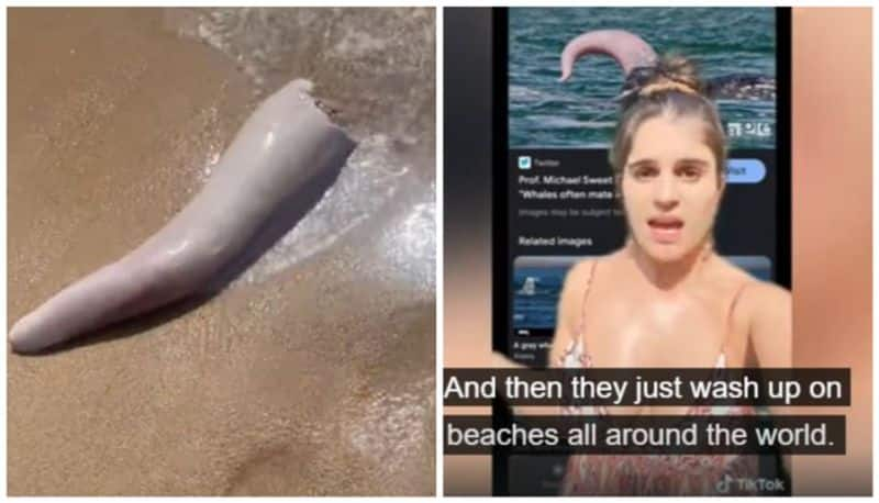 giant whale penis washes up on aussie beach