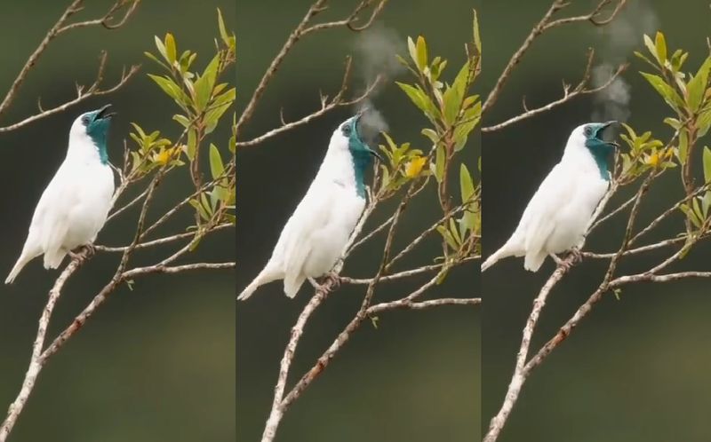 Miraculous bird that spews smoke and video goes viral