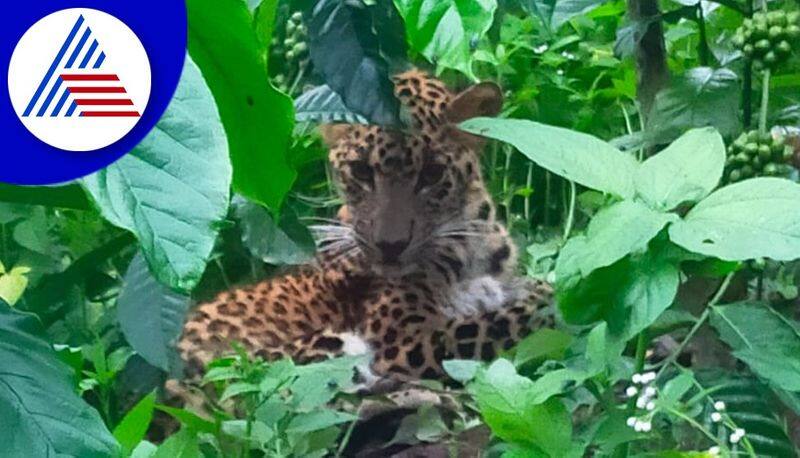 The operation to capture the leopard  in  Mandya snr