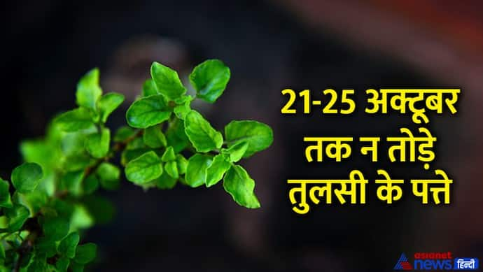 Surya Grahan 2022: ग्रहण के दौरान भोजन में रखते हैं तुलसी के पत्ते, इस बार 5 दिन पहले तोड़ कर रख लें