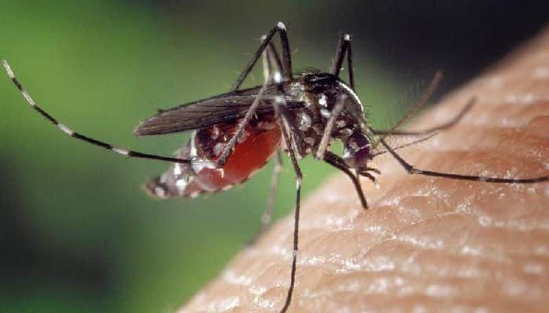 Five cases of West Nile fever confirmed in Kerala, all infected healthy Vin