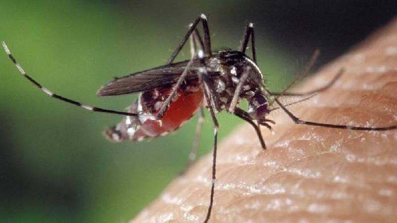 mosquito