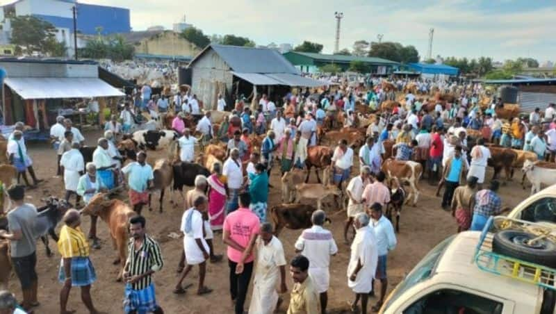 2 crores of trade has been done at manaparai cow market due to diwali