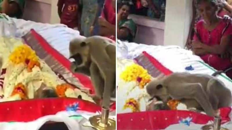 Monkey weeps at the funeral of the man who fed him viral on video