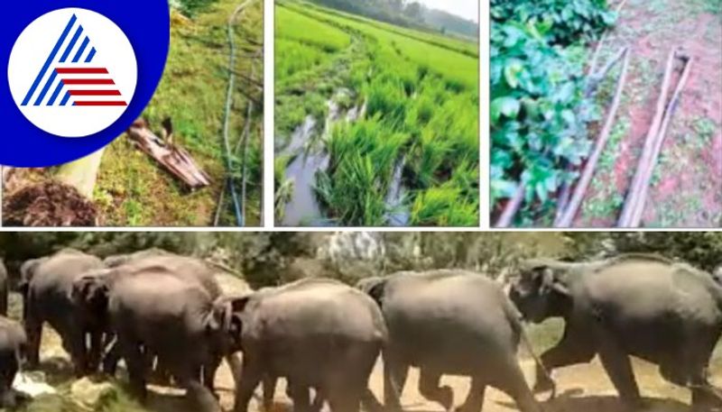 Appashettalli village wild elephant menace   huge crop damage rav