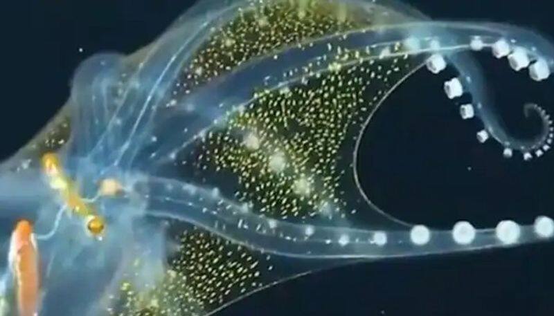 rare glass octopus video gets huge attention in twitter 